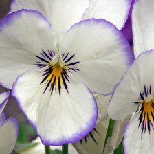 Схема вышивки «анютины глазки»