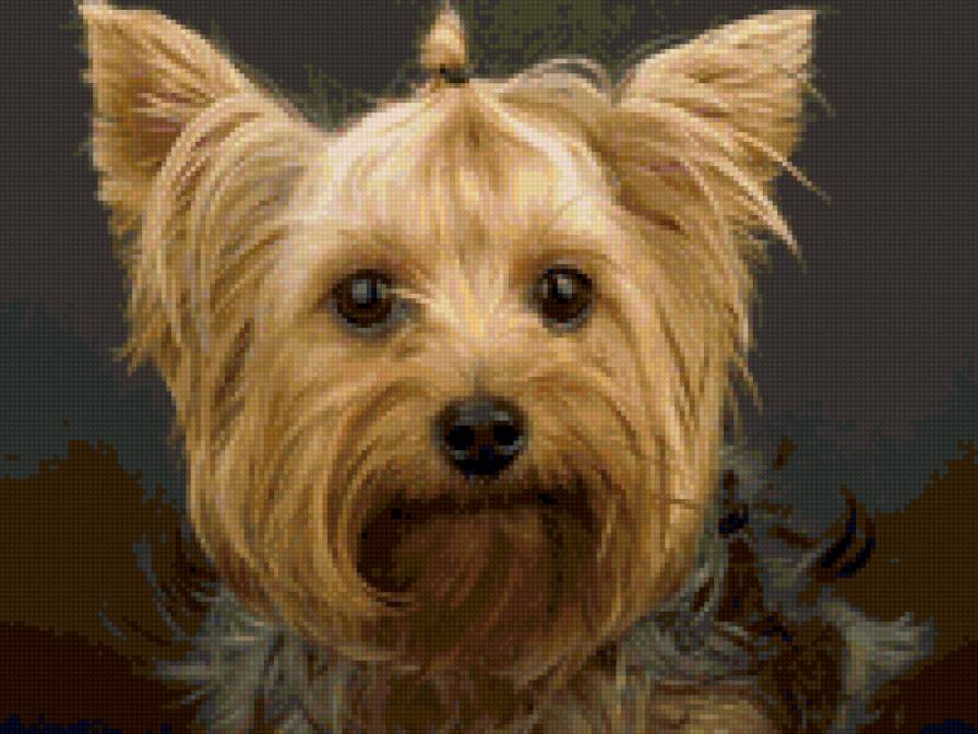 терьер - собака, животные - предпросмотр