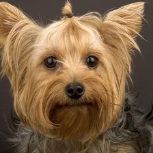 Схема вышивки «терьер»