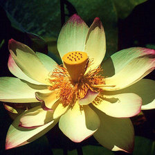 Схема вышивки «лотос»