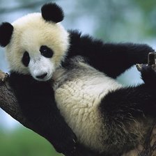 Схема вышивки «панда»