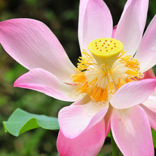 Схема вышивки «лотос»