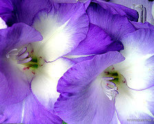 Схема вышивки «№73862»