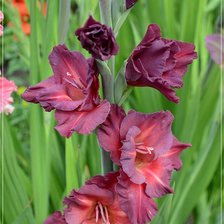 Схема вышивки «Гладиолус»