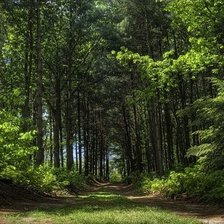 Схема вышивки «Лесная тропа»