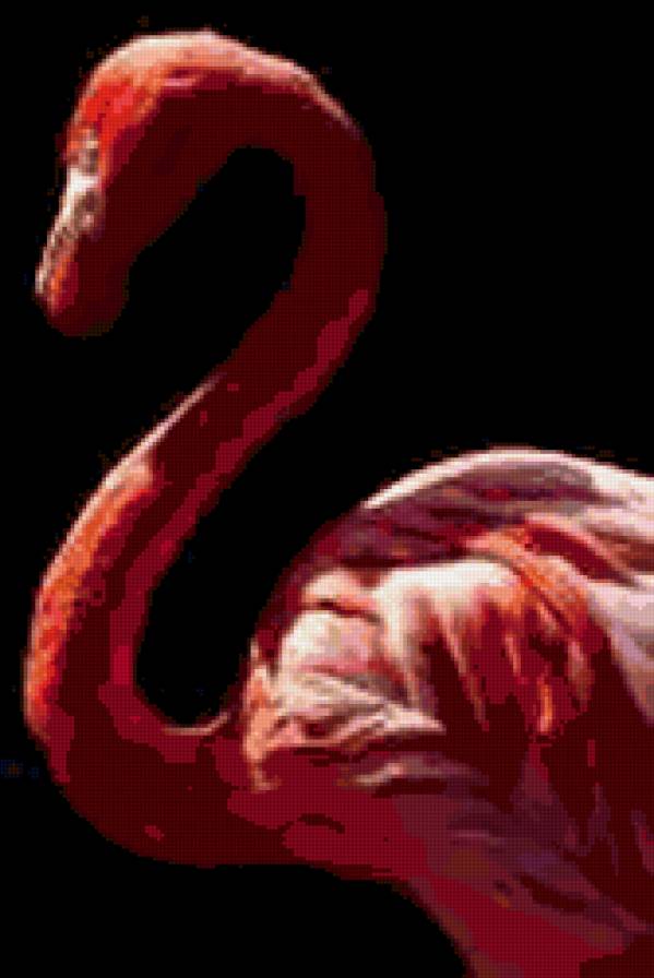 розовый фламинго - птицы - предпросмотр