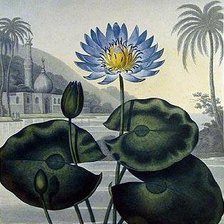 Схема вышивки «Индия»