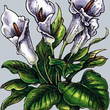 Схема вышивки «Каллы»