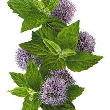 Схема вышивки «Мята»