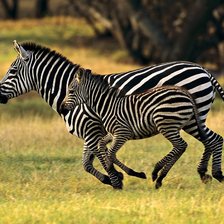 Схема вышивки «зебра»