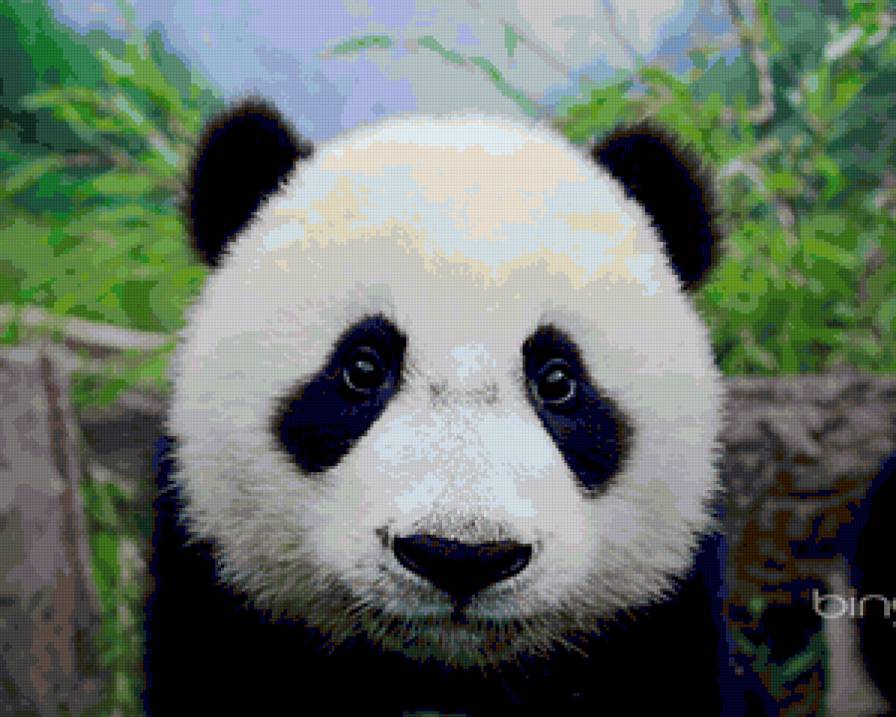 панда - предпросмотр