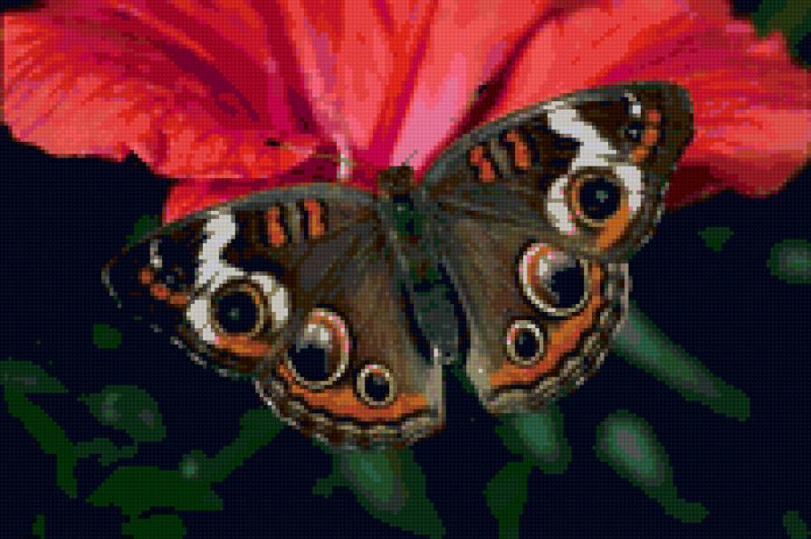 бабочка - насекомые, бабока - предпросмотр