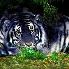 Схема вышивки «отдыхает»