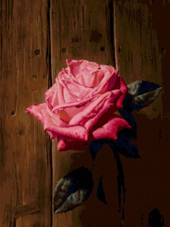 Серия "Соло розы" - роза, цветы - предпросмотр