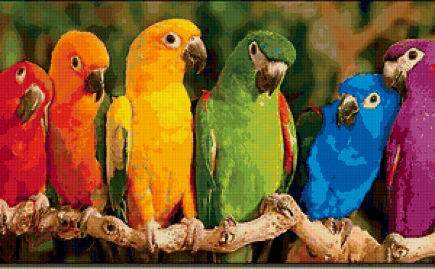попугайчики 2 - попугаи.птицы - предпросмотр