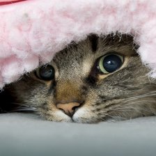 Схема вышивки «№74392»