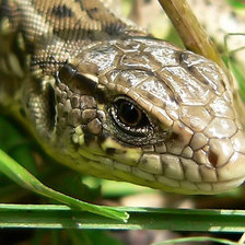 Схема вышивки «ящерица»