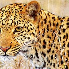 Схема вышивки «Леопард»