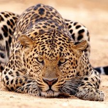 Схема вышивки «Леопард 3»