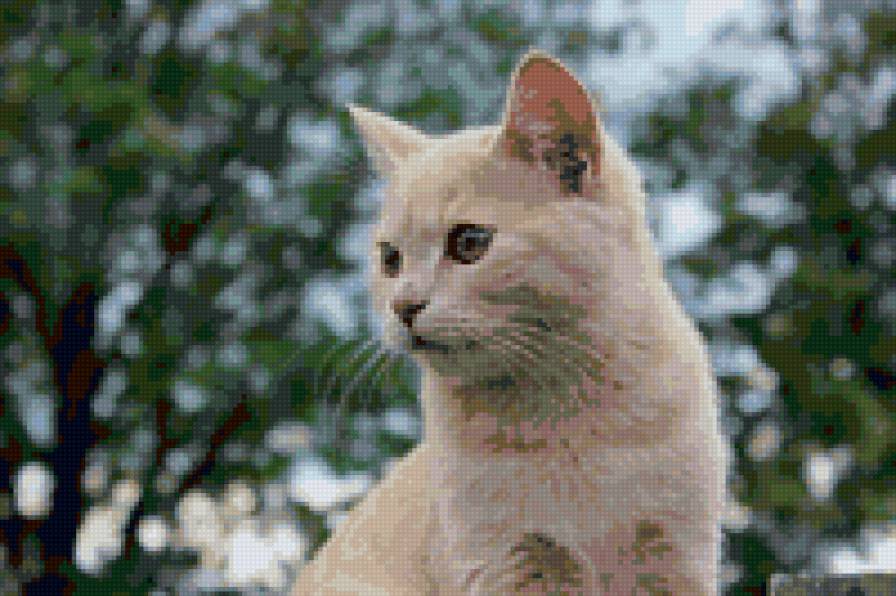 Мой кот - предпросмотр