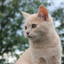 Схема вышивки «Мой кот»