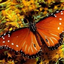 Схема вышивки «Бабочка 1»