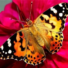 Схема вышивки «Бабочка 2»