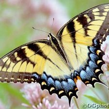 Схема вышивки «Бабочка 3»