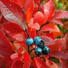 Схема вышивки «осень»