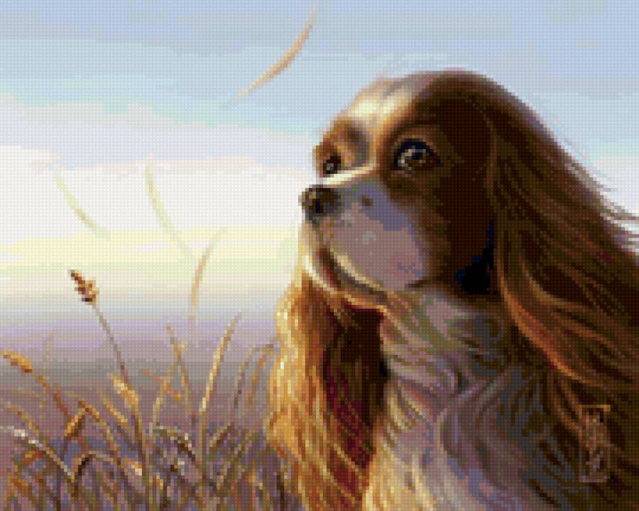 Спаниель - животные, природа, собака - предпросмотр