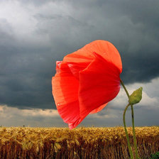 Схема вышивки «мак перед грозой»