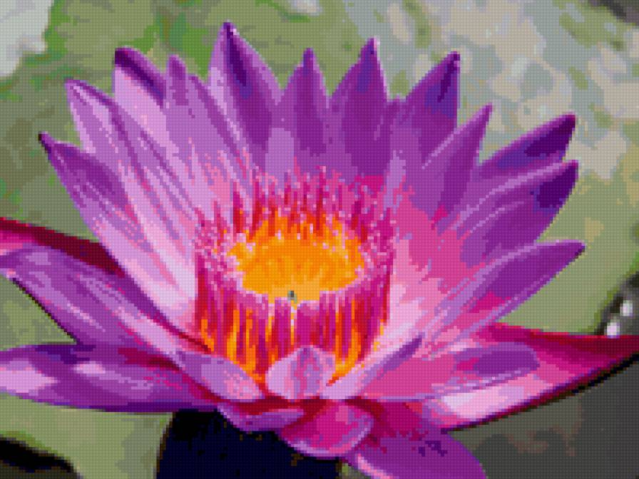 лотос - предпросмотр