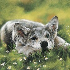 Схема вышивки «Волчонок»