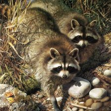 Схема вышивки «Два енота»