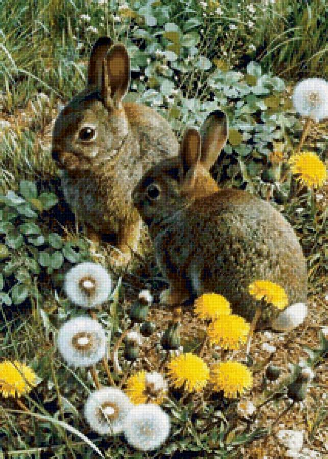 Зайчики - двое, животные, заяц - предпросмотр