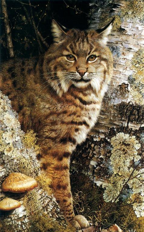 Очаровательная рысь - рысь, животные, кошка, хищник - оригинал