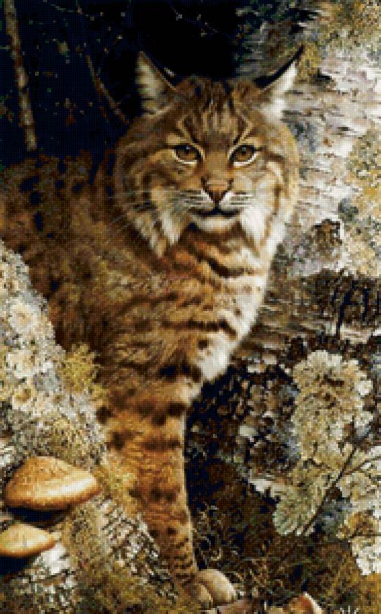 Очаровательная рысь - кошка, рысь, хищник, животные - предпросмотр