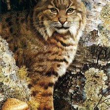 Схема вышивки «Очаровательная рысь»