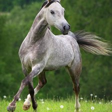 Схема вышивки «Танец»