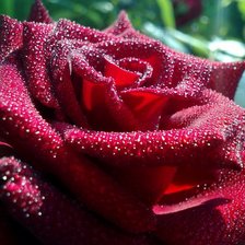 Схема вышивки «роза»