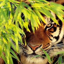 Схема вышивки «nbuh»