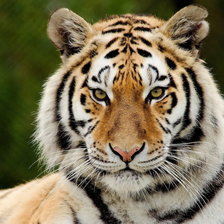 Схема вышивки «№74781»