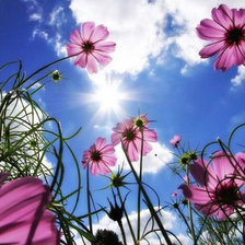 небо в цветах