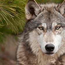 Схема вышивки «№74819»