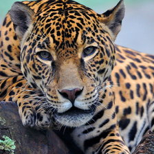 Схема вышивки «№74821»