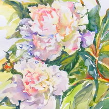 Схема вышивки «Белые пионы Ольга Цурина»