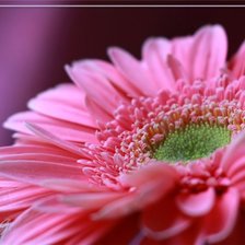 Схема вышивки «гербера»