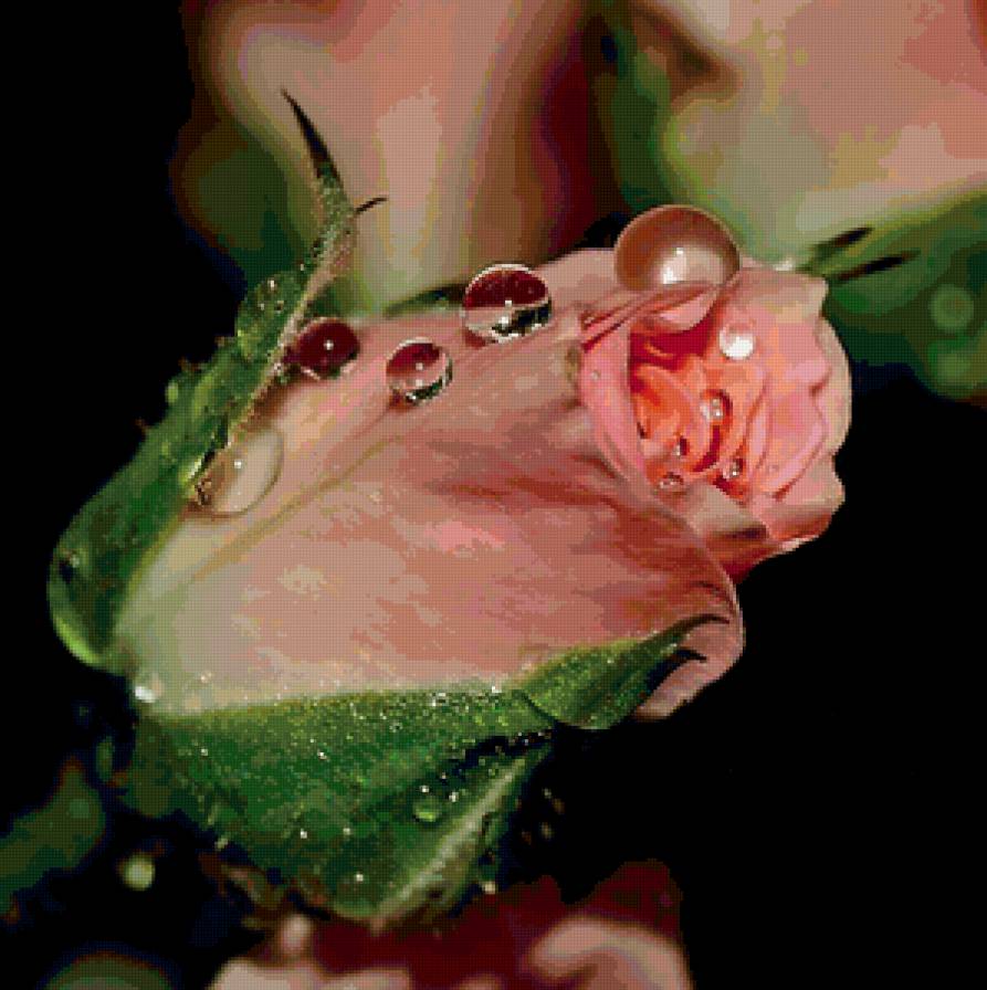 Нежный бутон - бутон, роза, цветок - предпросмотр