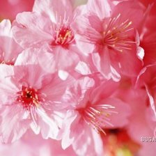 весенние цветы