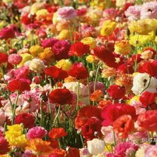 Схема вышивки «цветочное поле»